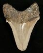 / Angustidens Tooth - Pre Megalodon #5419-1